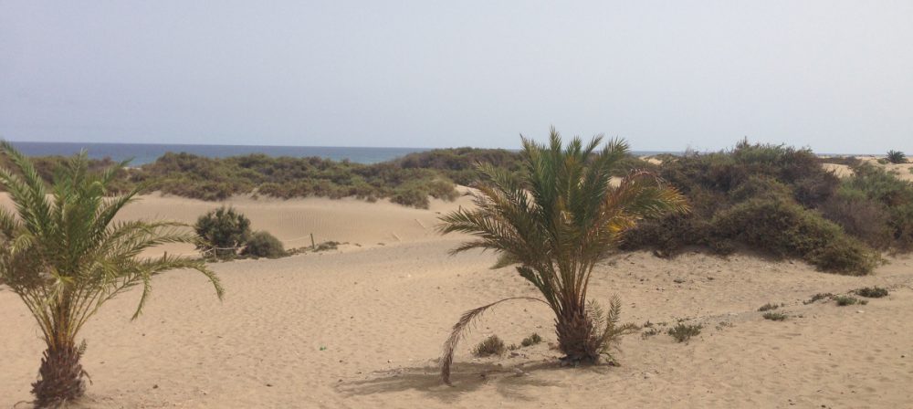 Dünen von Maspalomas