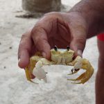 Krabbe auf der Insel Saona im karibischen Meer